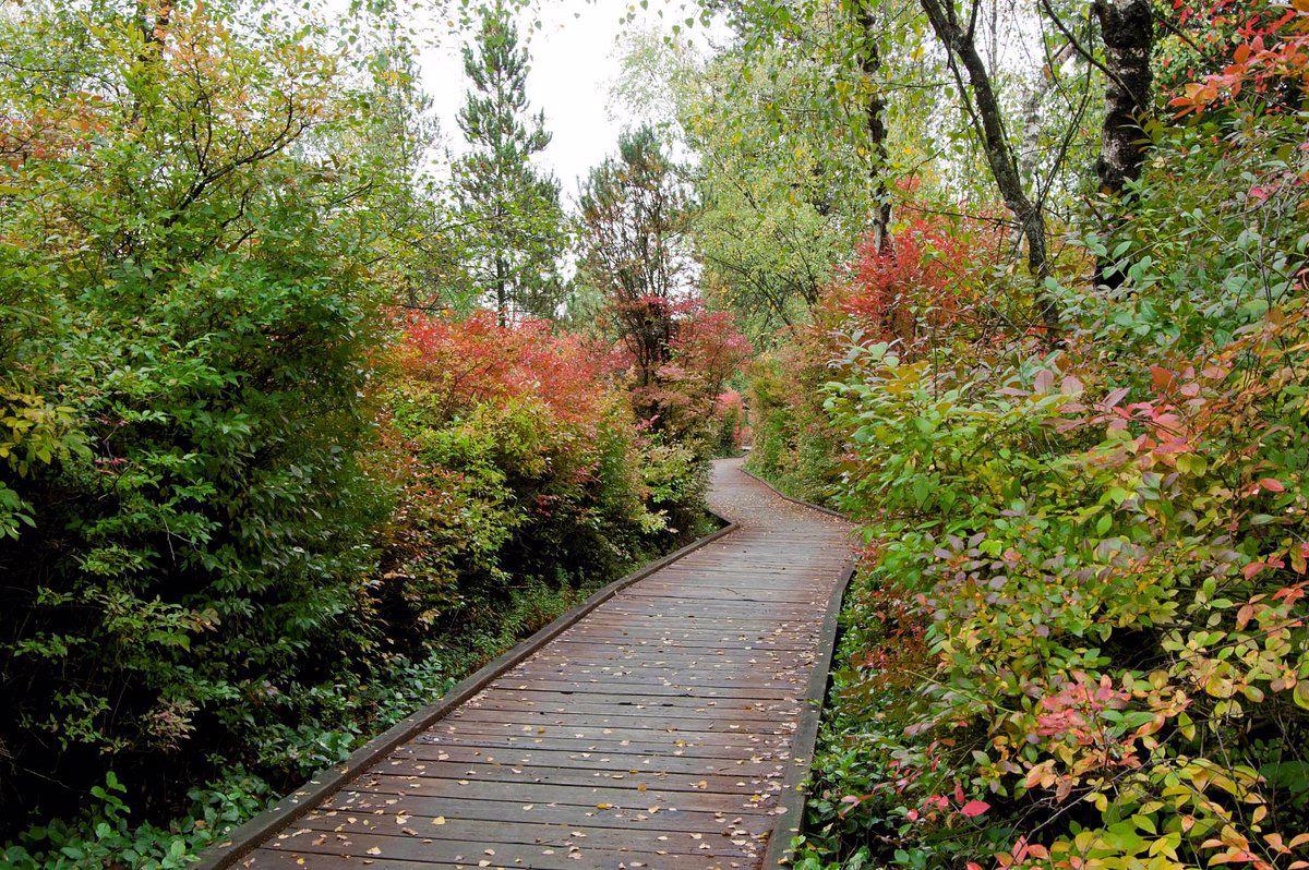 STUDY: BEING CLOSE TO NATURE REDUCES THE RISK OF STROKE