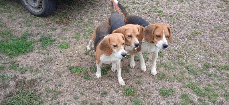mes 3 beagles créancés chevreuil