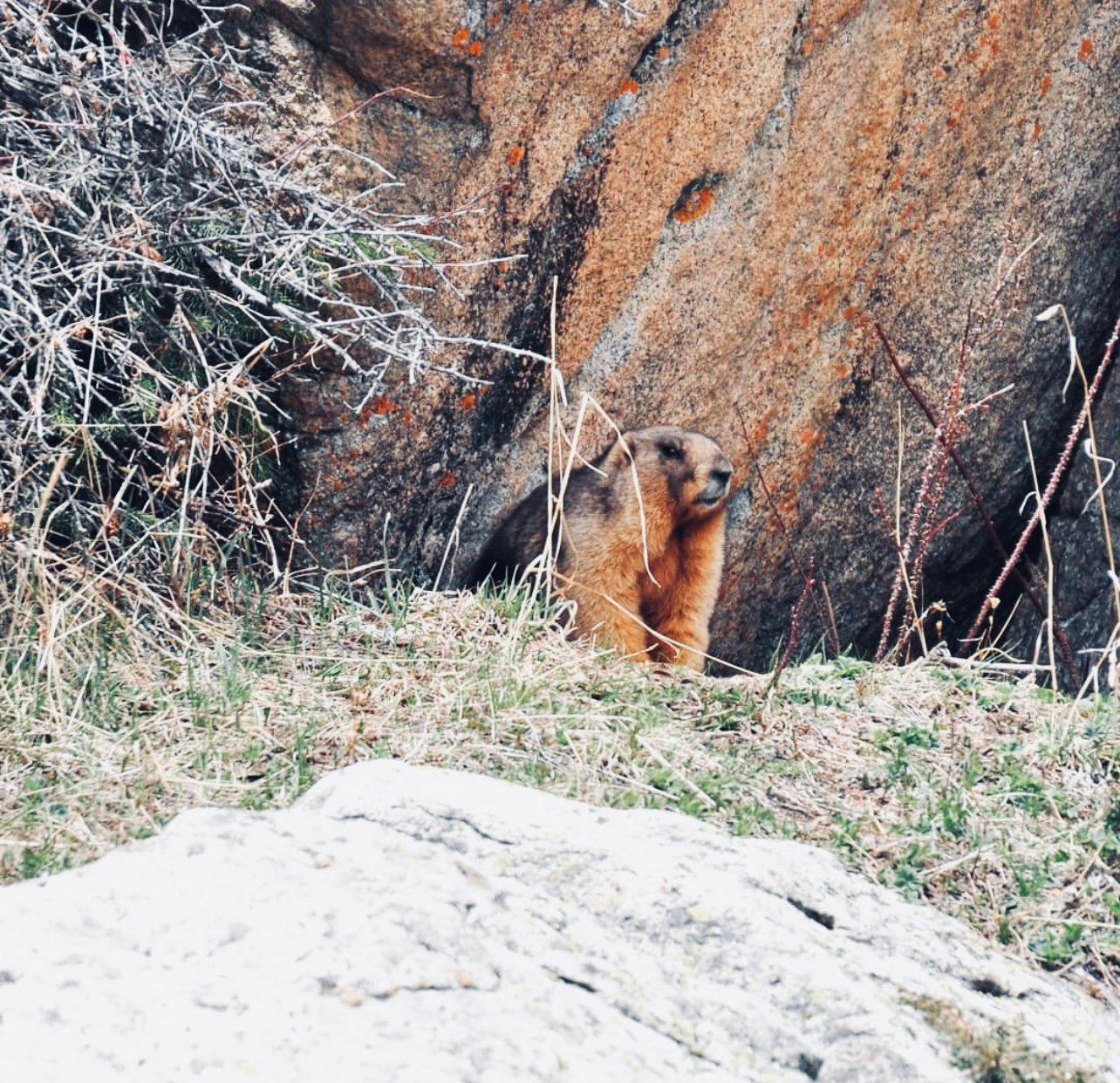 СУРОК СЕРЫЙ (алтайский): описание, охота на сурка, повадки, где обитает, методы добычи и трофейная ценность