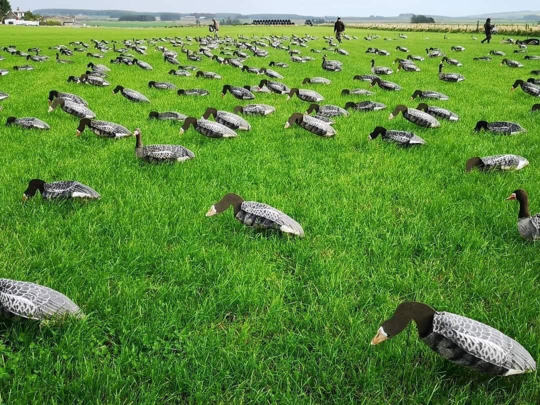 Goose shooting 