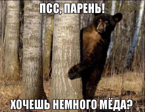 Белорусские медведи снова нападают на пчелиные пасеки