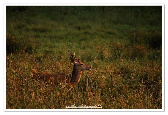 Le roi de la forêts 📸📸