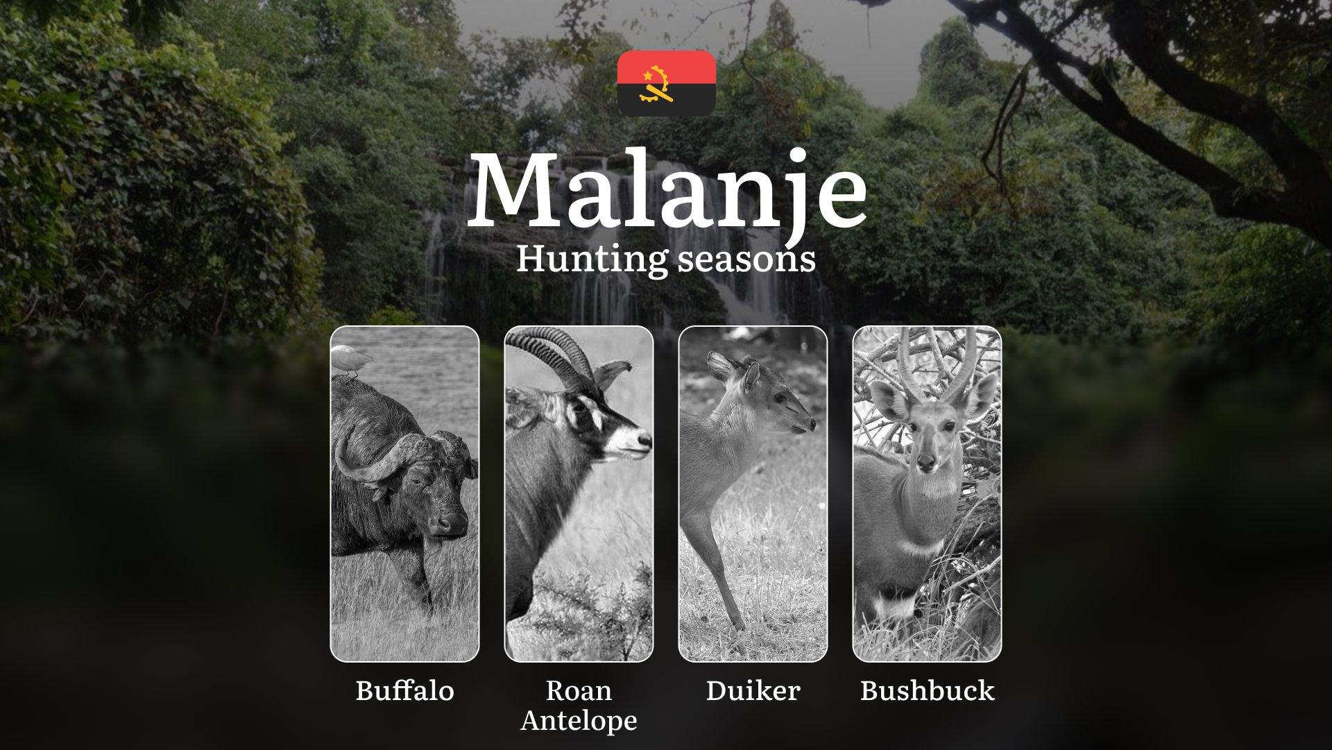 Hunting in Malanje: Understanding Hunting Calendar, Legal Permits and Restrictions, Local Hunting Traditions