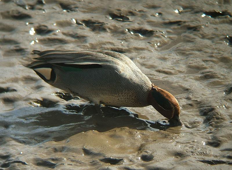 Amateur Hunting Launched in Armenia