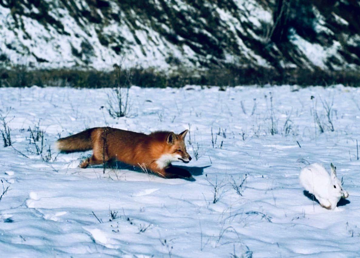 ЛИСИЦА: описание, охота на лису, повадки, методы, оружие, трофей, лицензия — полное руководство для охотников
