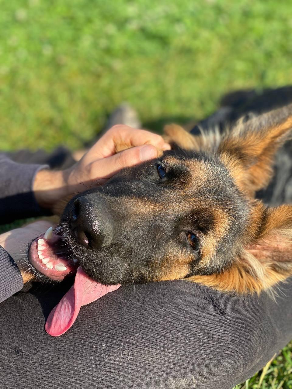 🐕 Немецкие овчарки настолько умны и универсальны, что могут запомнить более 100 команд.