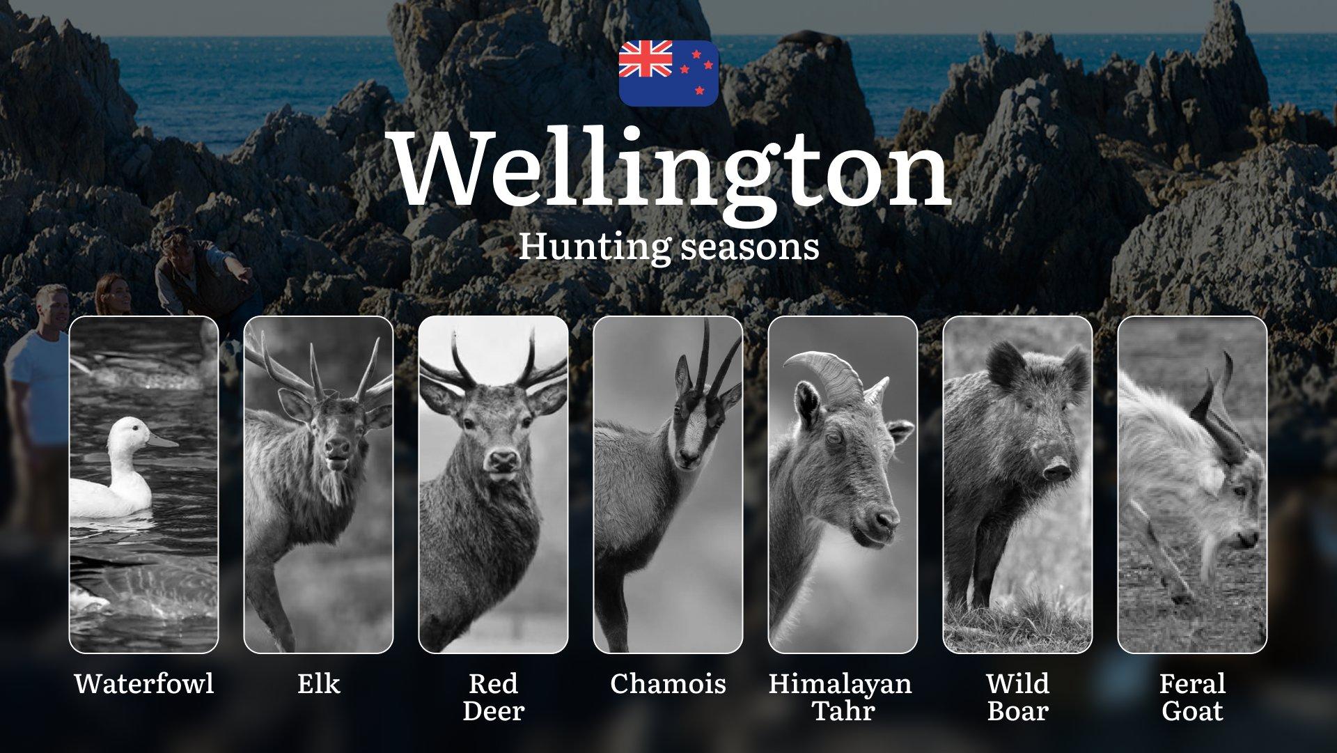 WELLINGTON: Hunting Seasons, Rules, and Best Times for Game, Hunting Events and Competitions, Restrictions and Prohibited Activities