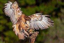 Falconry is the hunting of wild animals in their natural state and habitat by means of a trained bird of prey.