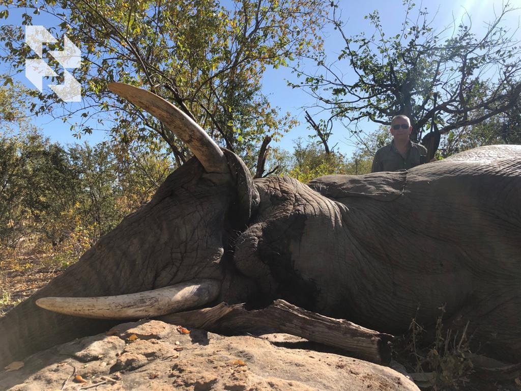 Good news for elephant hunting enthusiasts 🐘