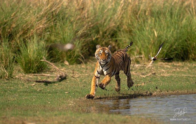 In one of my famous reels that crossed 44million, I had hundreds of comments where people ridiculed this Tiger for hunting down a helpless turtle.