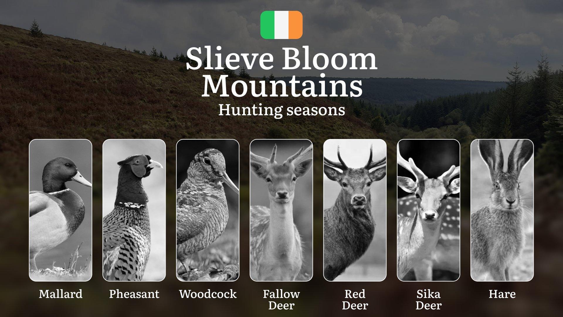 Secrets of the SLIEVE BLOOM: Mastering Hunting Calendar, Licenses, and Prime Game Opportunities in Ireland's Ancient Mountains