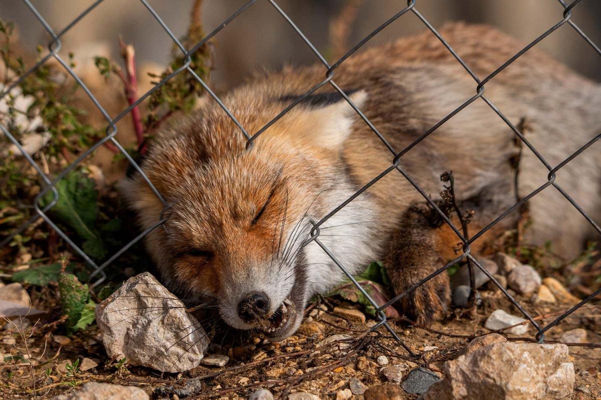 Viruset rabies skyldes et retrovirus fra Rhabdoviridae-familien, der angriber centralnervesystemet hos pattedyr.
