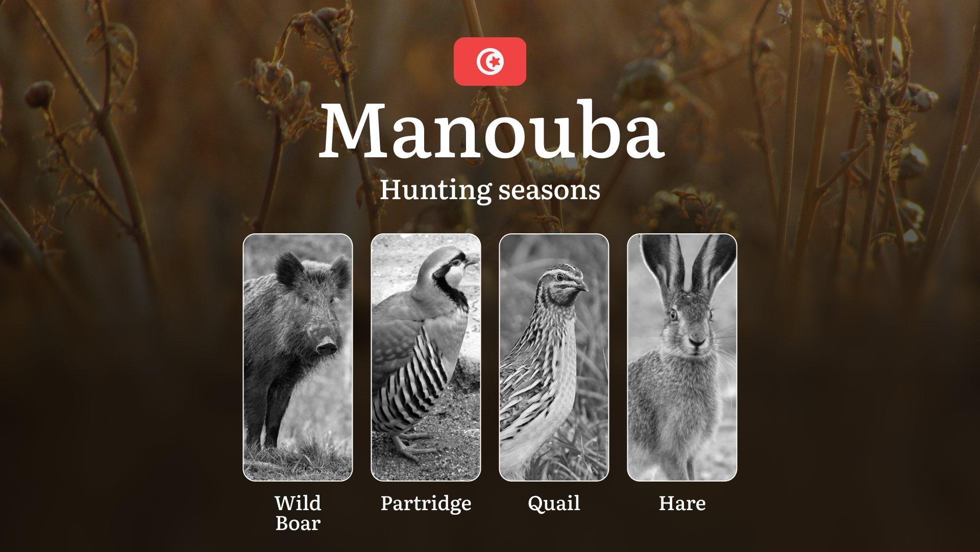 Hunting Seasons in MANOUBA: Key Periods, General Rules, Game Types, Protected Species, License Requirements and Practical Recommendations