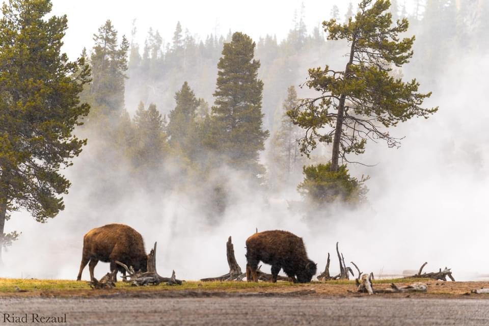 My first time visiting Yellowstone National Park this year.