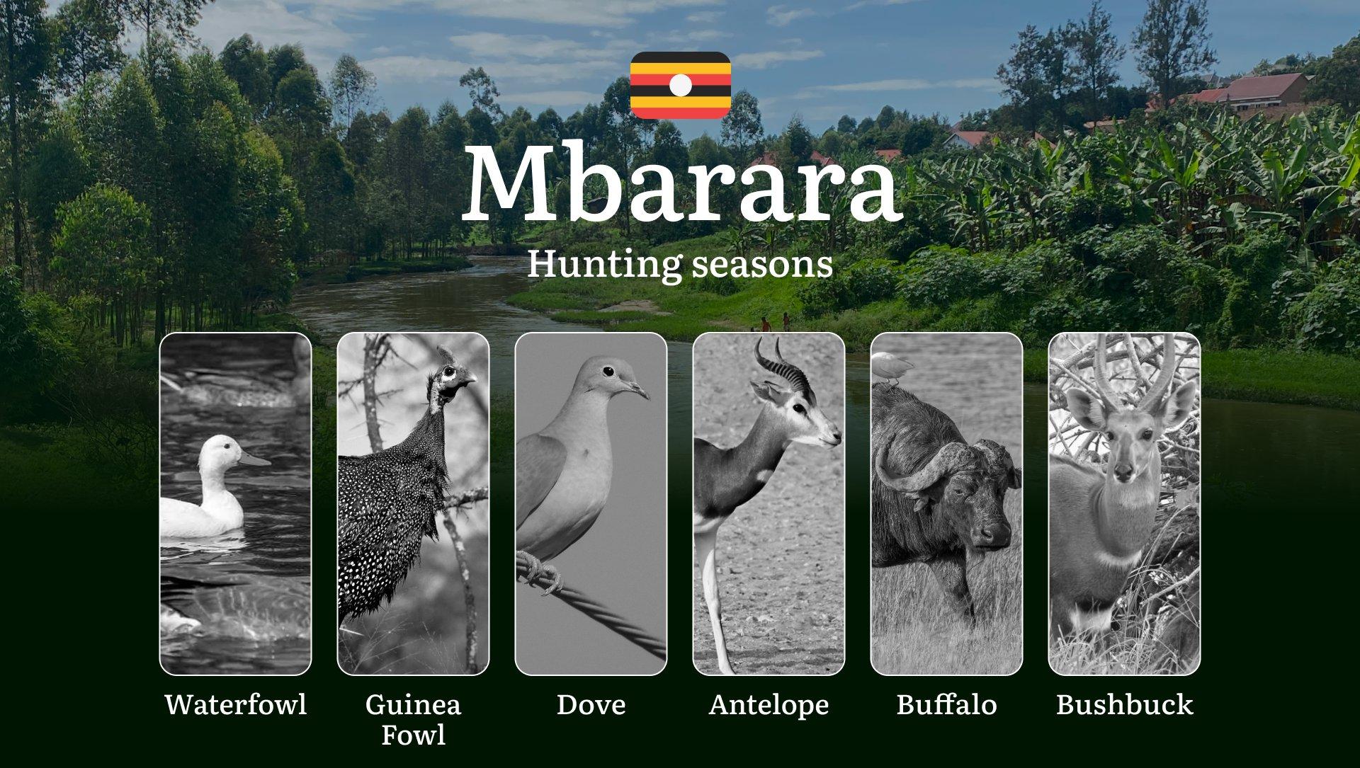 Hunting Season Dates in Mbarara: Regulatory Caps and Seasonal Closures, License Requirements, Penalties and Legal Outcomes for Infractions, Strategic Planning, Best Timing, Equipment Selection