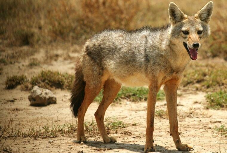 Die gewone jakkals, Of Asiatiese jakkals, of chekalka (latyn Canis aureus, letterlik — "goue hond") is'n soogdier uit die hondefamilie.