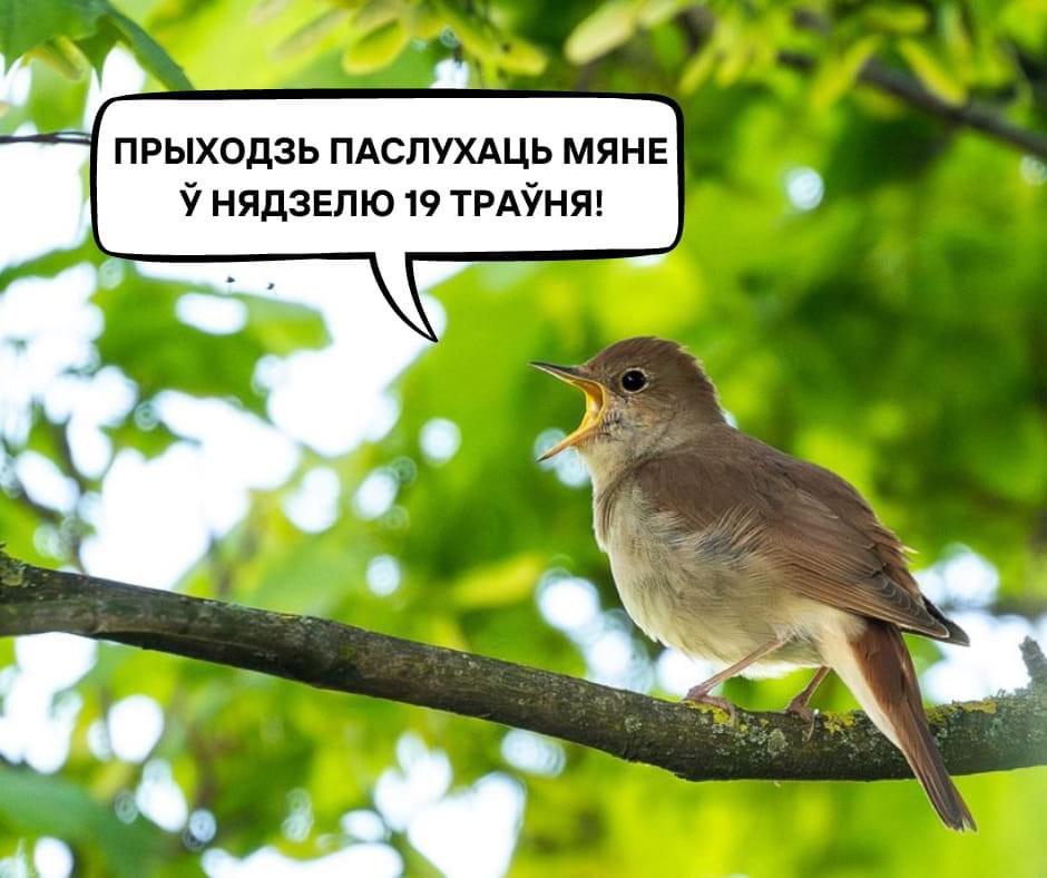 ❓ Хочаш паслухаць салаўёў у кампаніі арнітолага?