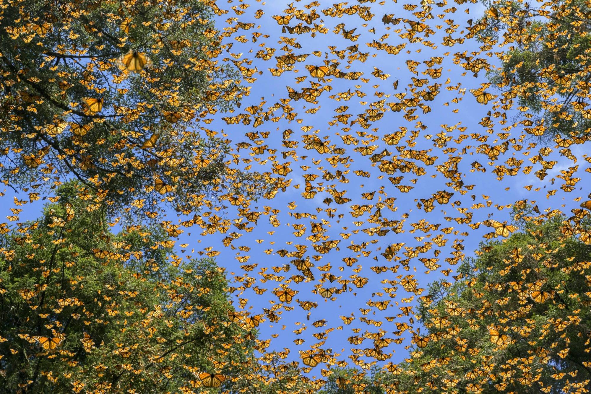 The Big Picture 2024 Photo Contest Finalists and Winners
