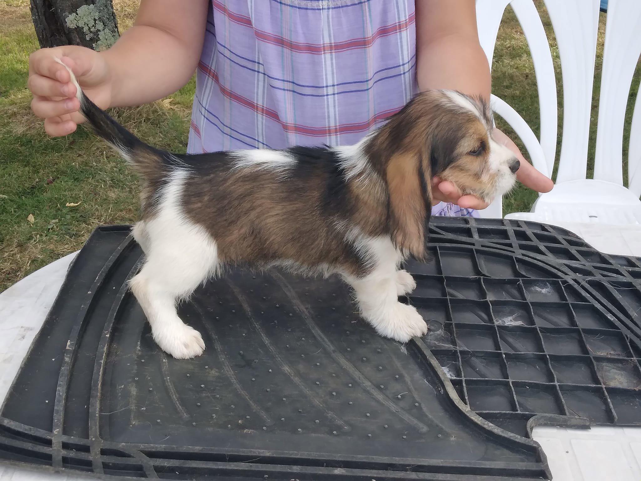 PBGV la petite dernière.