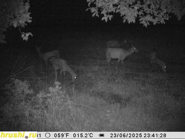 Regular photo report from our traps in the hunting grounds📸🦌