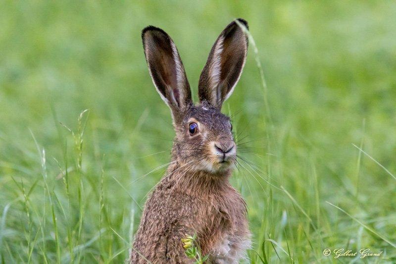 La chasse à vue au lièvre consiste en la poursuite d'un lièvre par des lévriers greyhound et autres lévriers, qui le chassent à vue, et non à l'odeur.
