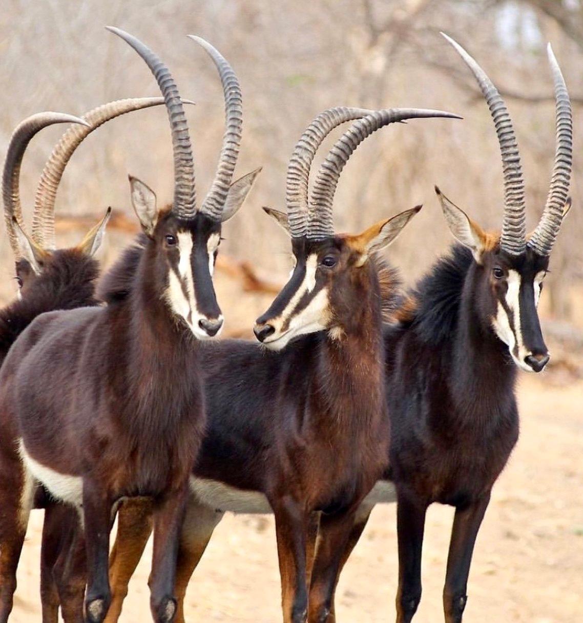 Sable Antelope Hunting in Africa: A Hunter's Comprehensive Guide