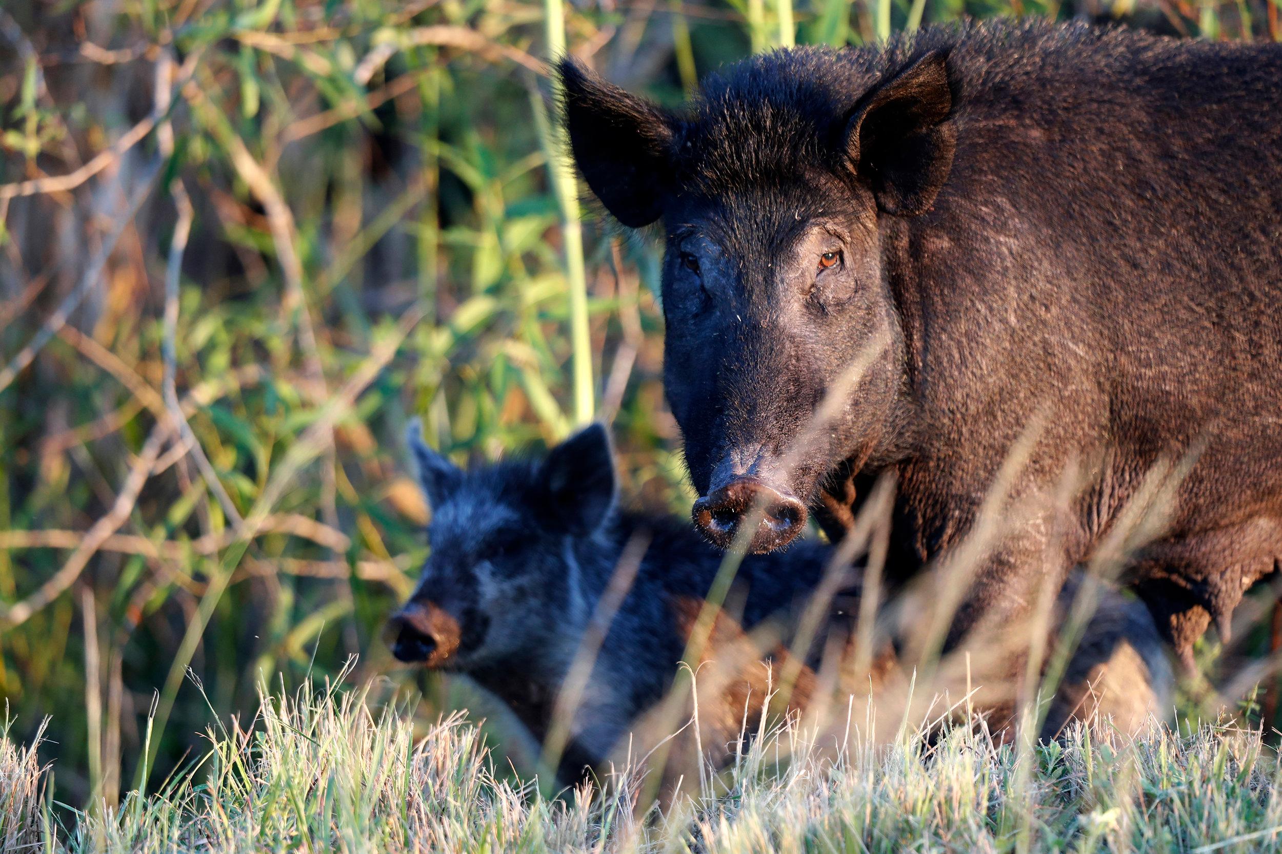 Saskatchewan taking steps to control wild boars and feral pigs