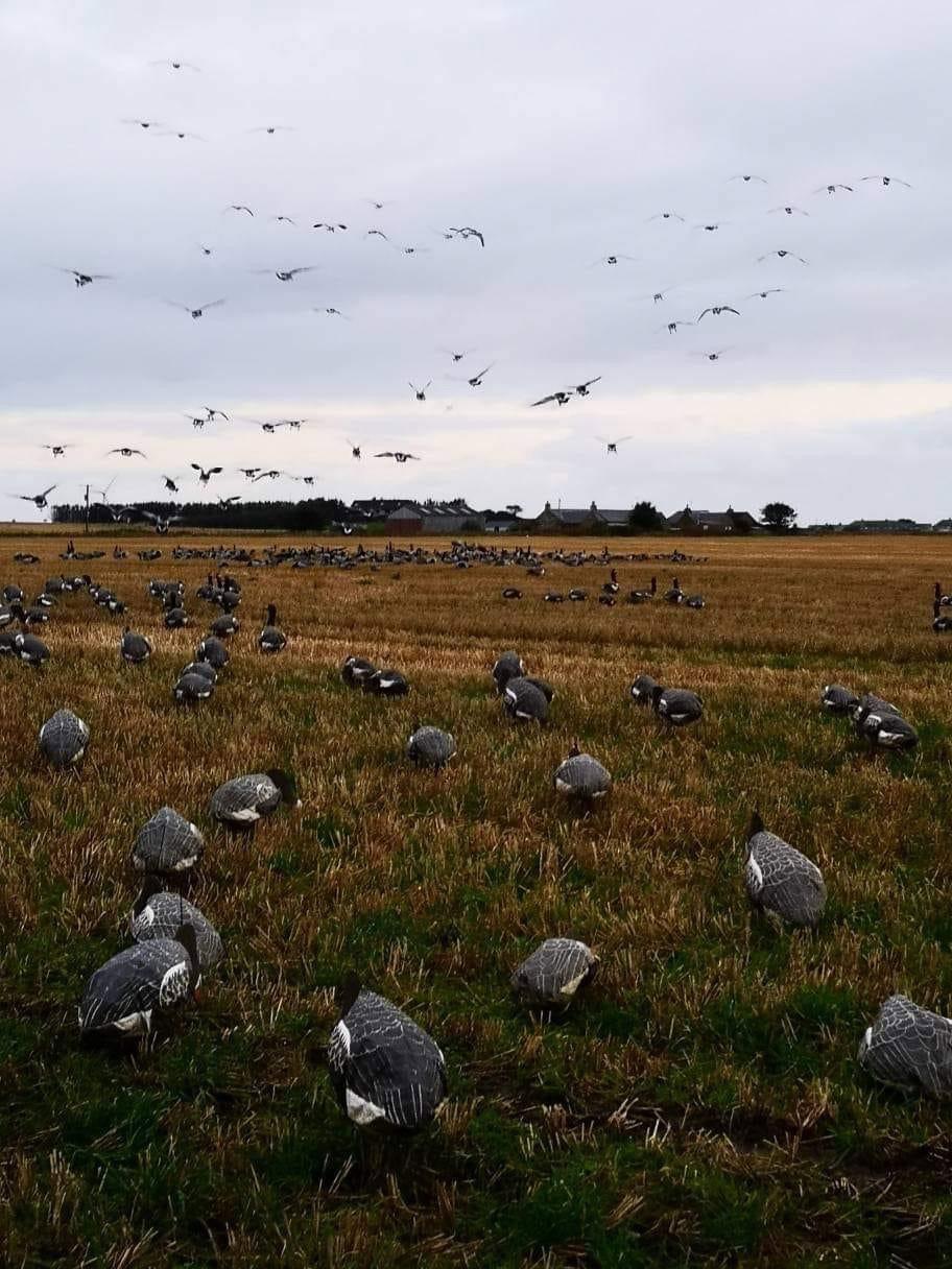 Goose shooting 