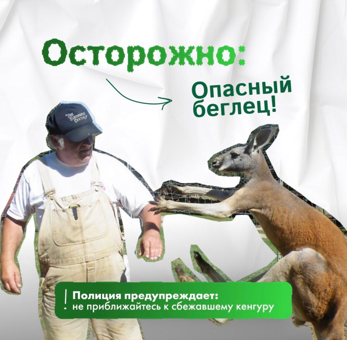 Невероятная история из Чехии: два кенгуру совершили побег из тюрьмы!