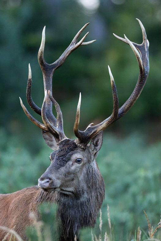 Cerf libre et sauvage