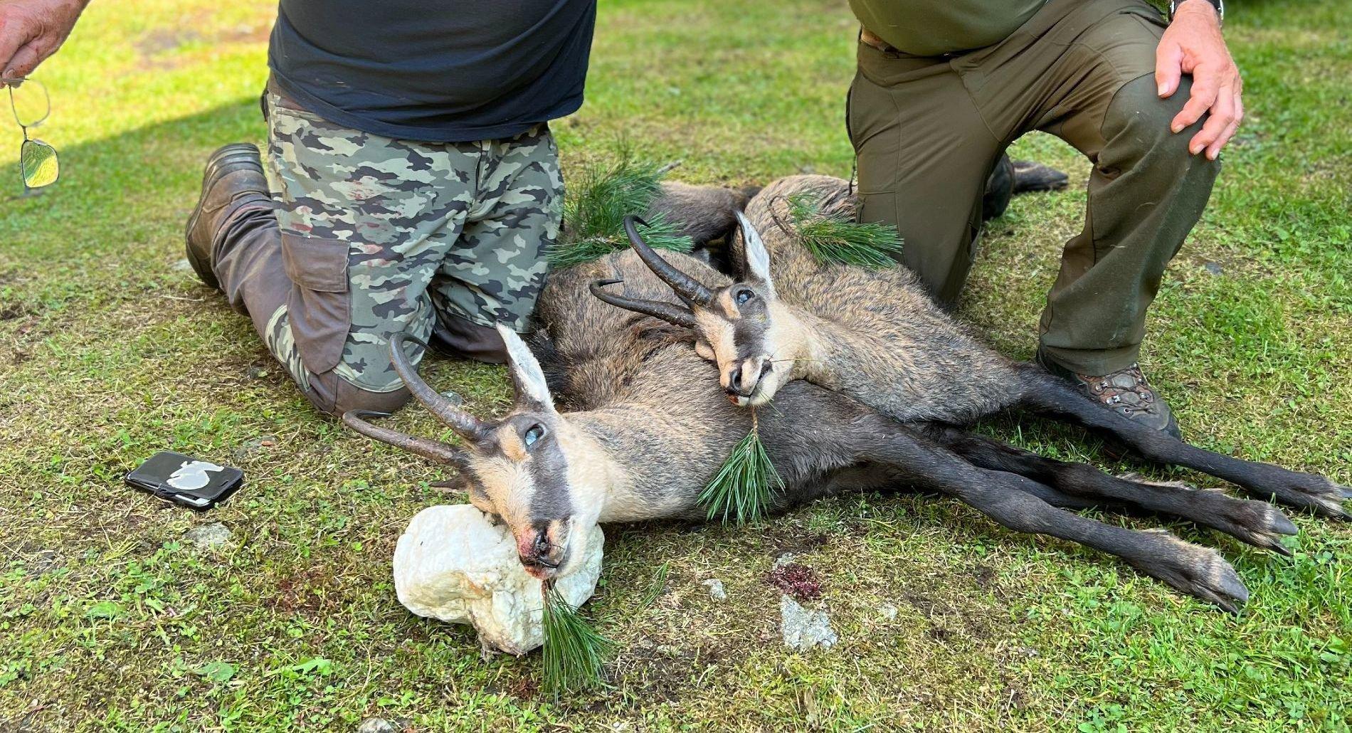 Die Jagd im Raum Weiz: Topographie, Struktur, jagdbare Arten, Jagdmethoden, Zeitfenster, Grundlagen, Gruppen, Bräuche, Details         
