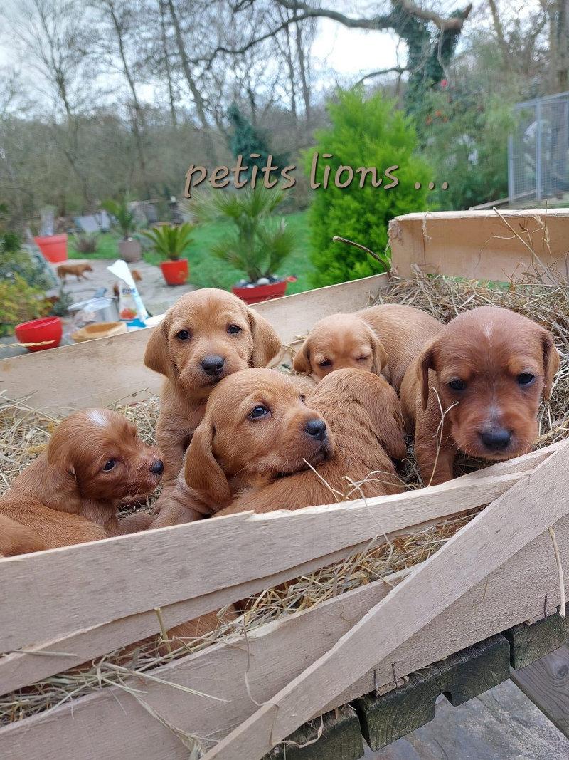 Le Basset Fauve de Bretagne...