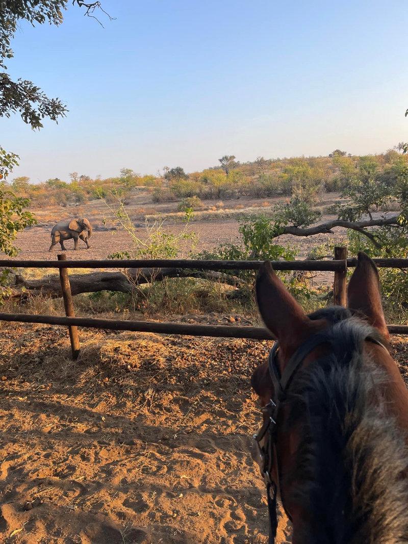 An unforgettable memory from horseback safari, Botswana 2023