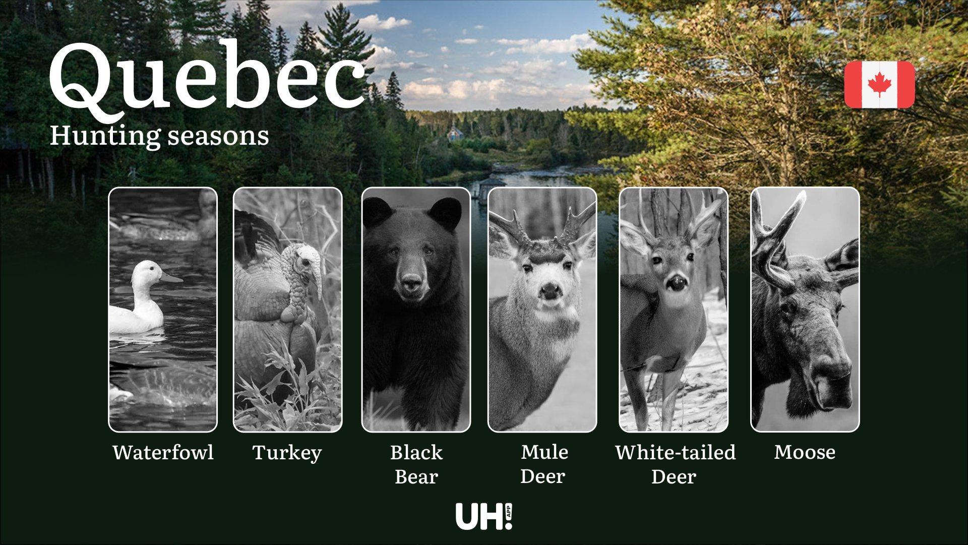 Hunting Seasons in QUEBEC: Key Regulations, Licenses & Smart Strategies