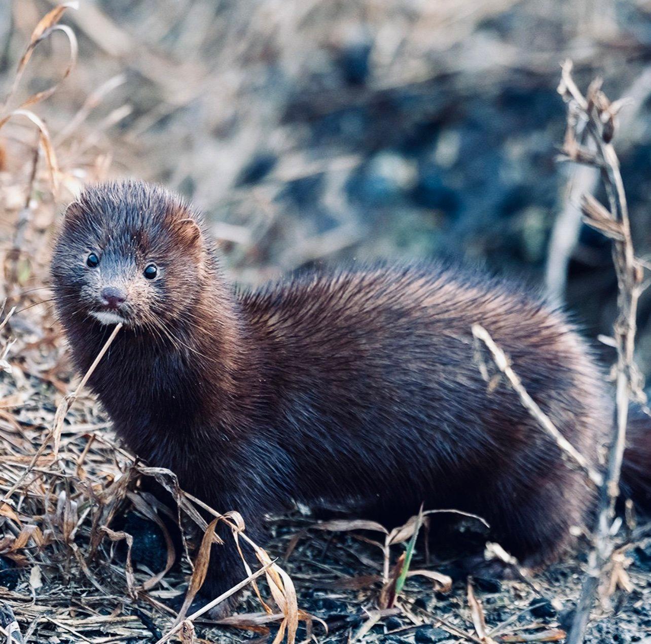 НОРКА АМЕРИКАНСКАЯ: описание, охота на норку, повадки, трофейная ценность — всё для охотника