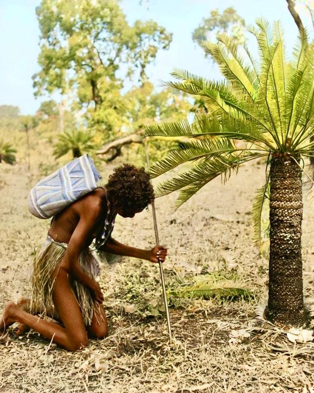 Macrozamia bush flavour for Australian aborigine hunters.