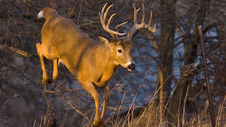 Mooching for Deer
