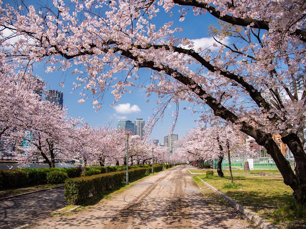 Japan in Cherry Blossom Season