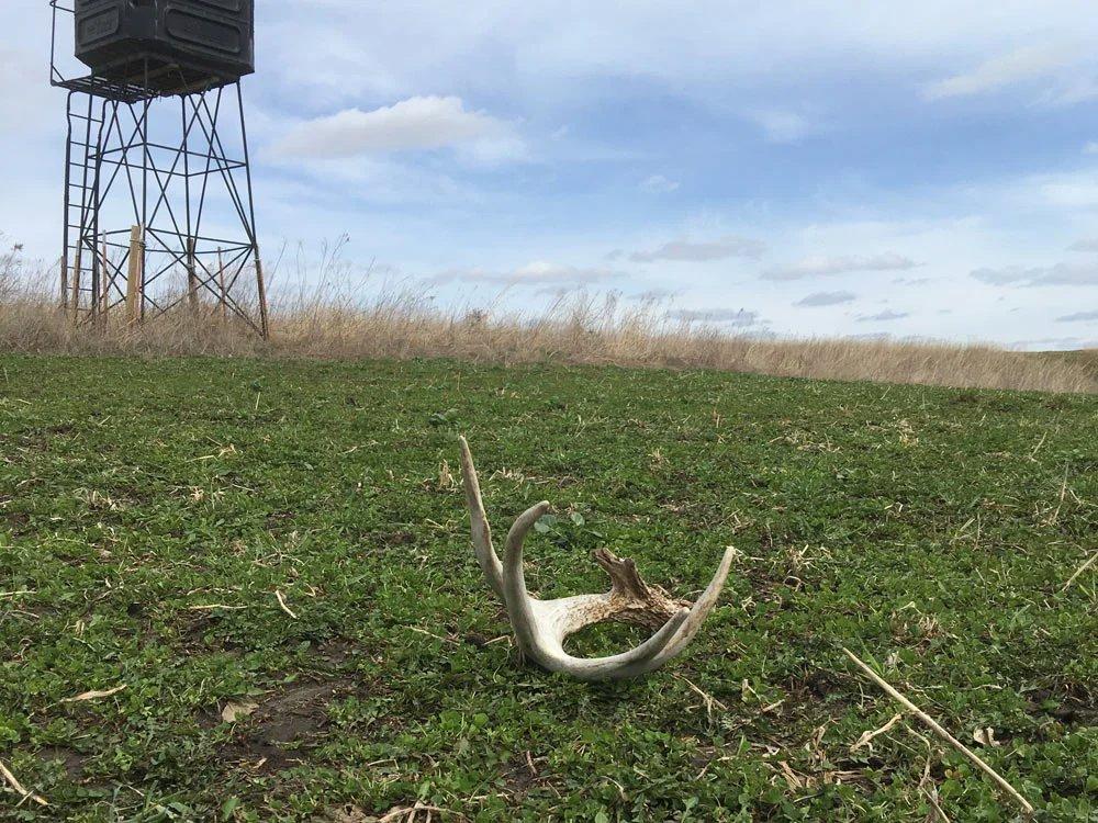 Shed Hunting 101: Expert Tips for Finding More Antlers This Spring