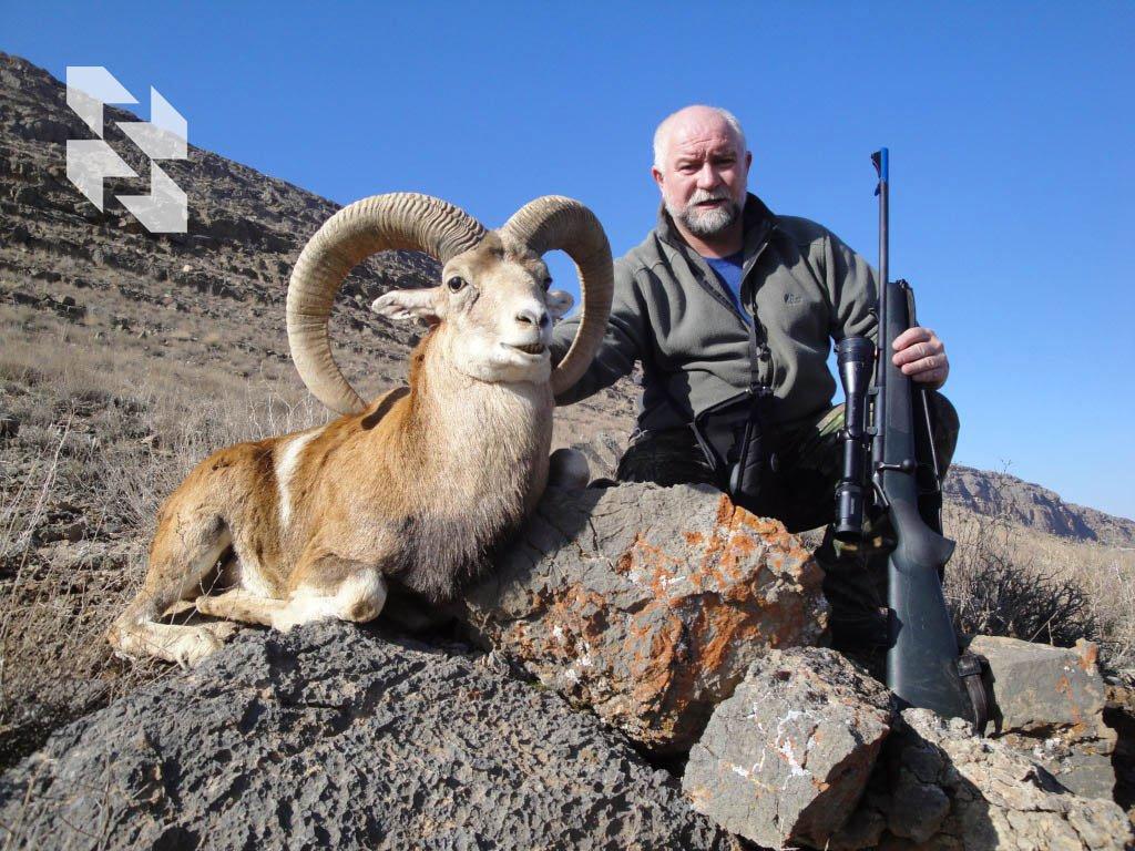 Red Sheep in Iran: Unique Offer with 40% Discount