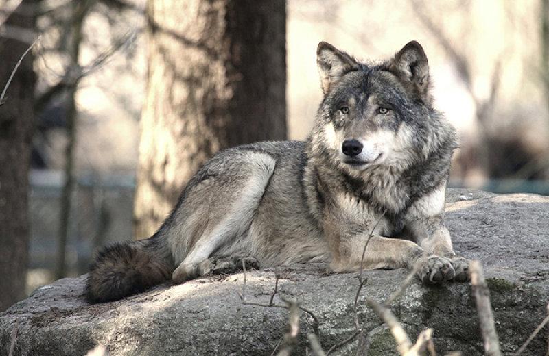 The wolf, or gray wolf, or common wolf, is a species of predatory mammals from the Canid family.