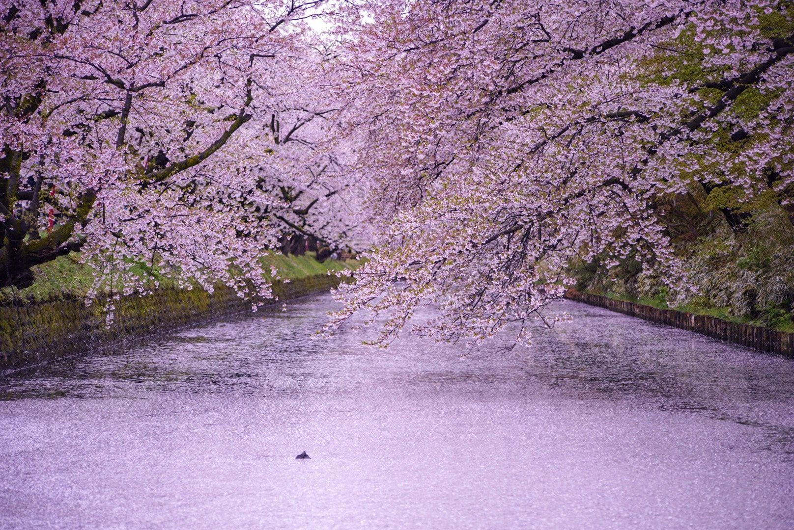 Japan in Cherry Blossom Season