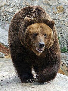 #bear