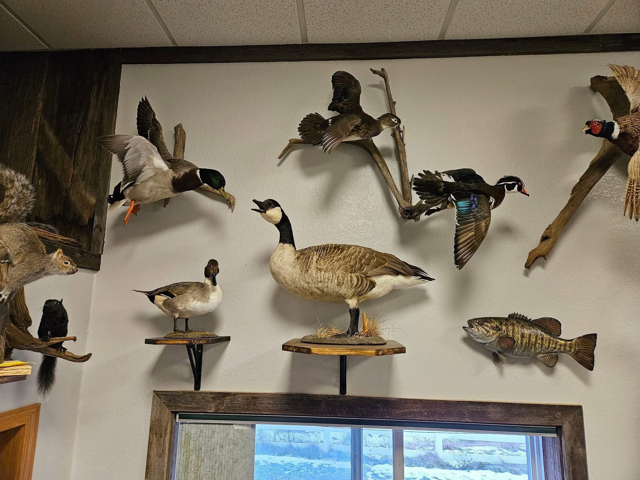 I have some farm raised bird mounts for sale.