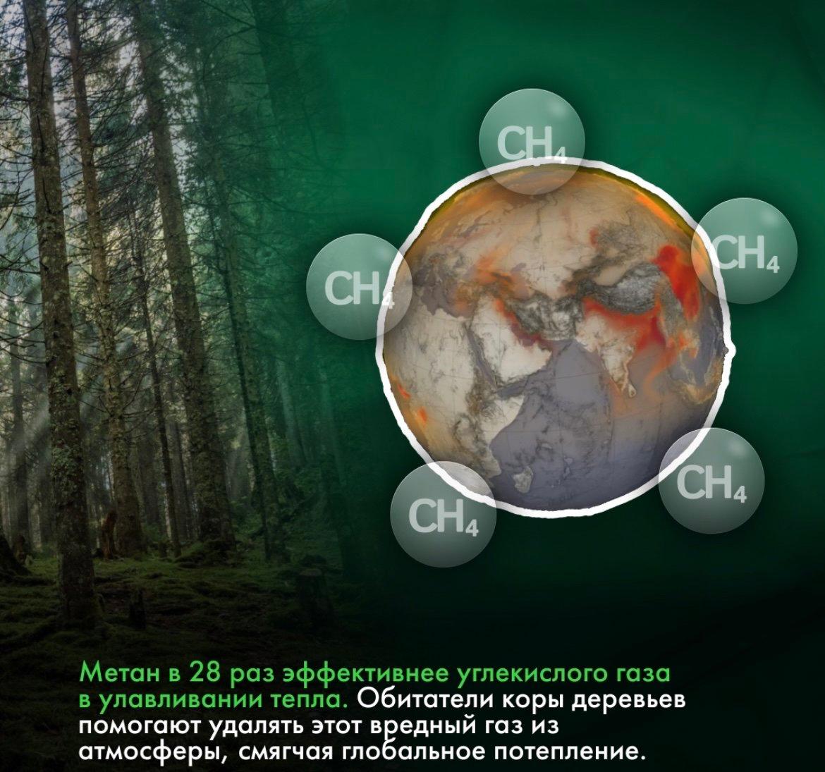 Деревья поглощают опасный метан 