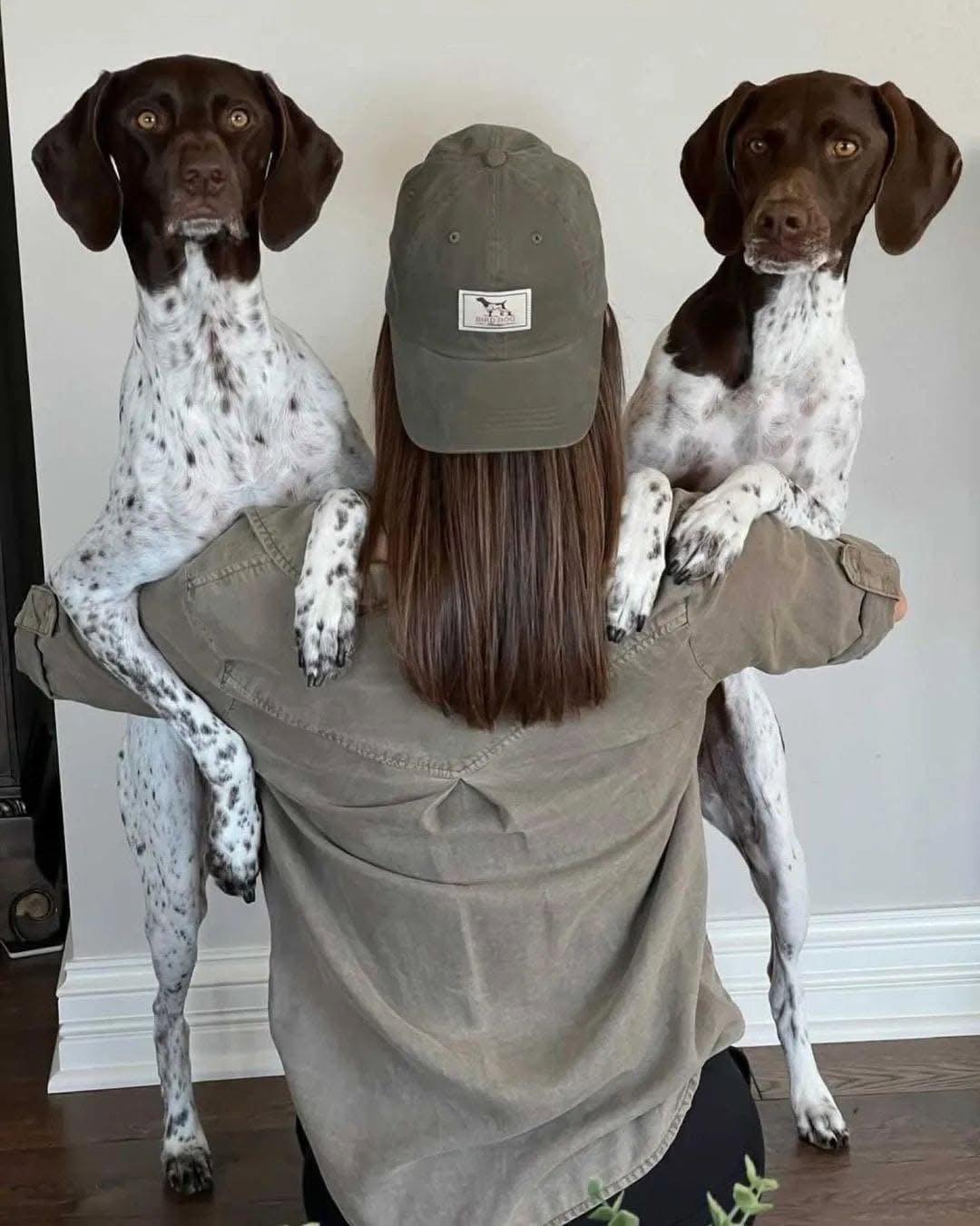 German Shorthaired Pointer