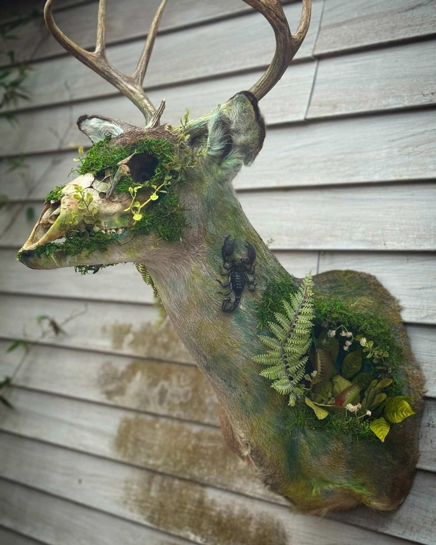 🌿Wendigo🌿