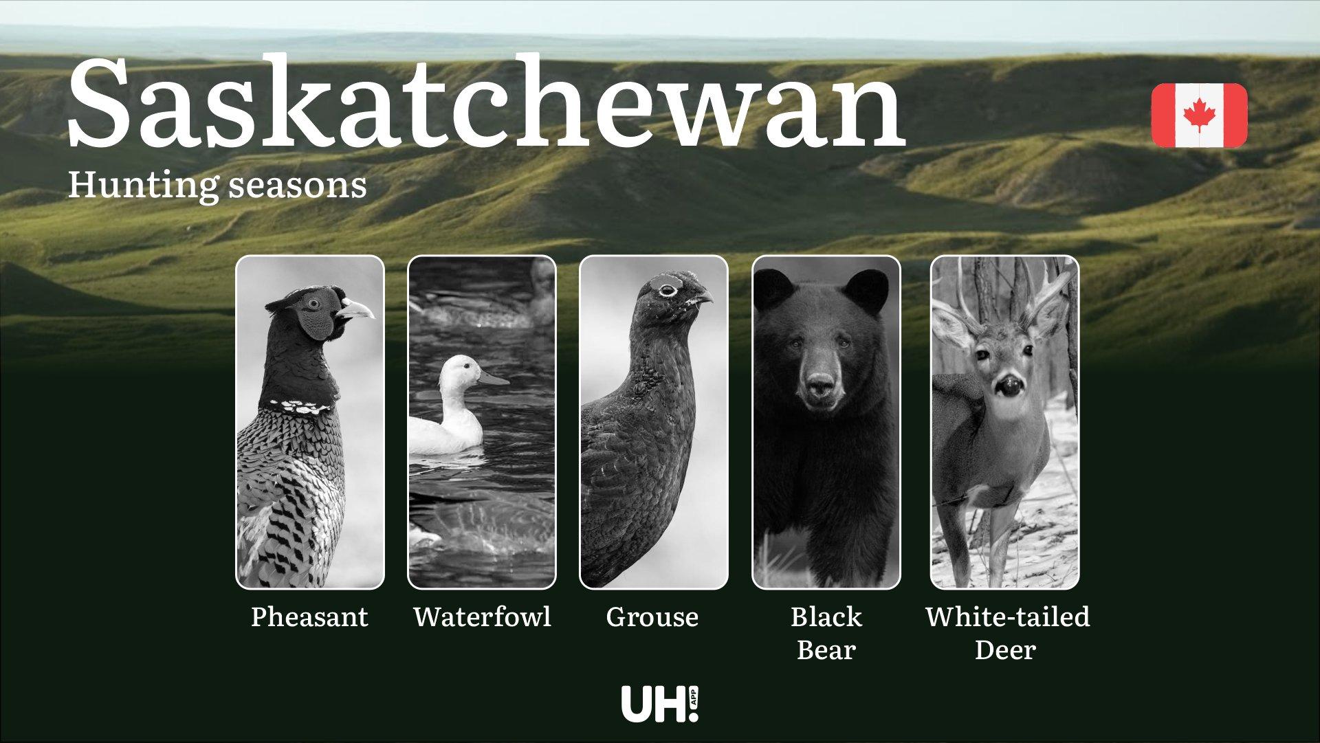 Hunting Seasons in SASKATCHEWAN (Canada): Official Season Periods, Permits & Vital Game Laws