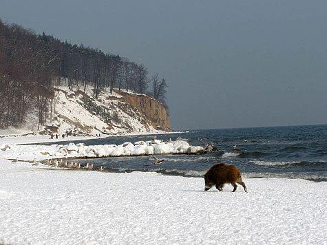 Рим подвергся нашествию кабанов