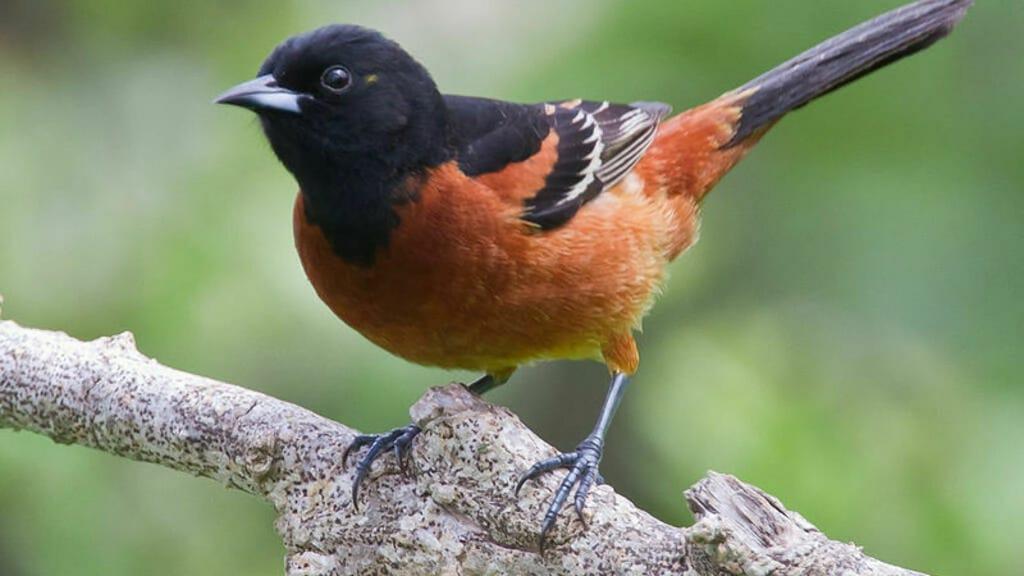 French court overrules government on bird hunting licences